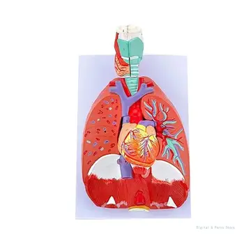 M17F Anatomijas Plaušu Modelis, Cilvēka Plaušu Anatomija Modelis Slimību Mācīties Medicīnas Lekciju Ziņojumu, Dzīves Izmēra Plaušu Modelis Anatomija